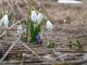Wiosna na Pooninie Wetliskiej - nieyczka przebinieg (Galanthus nivalis)