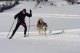 Skijring czyli pies + narciarz. Peter Kolar z Czech. Wycigi Psich Zaprzgw - Lutowiska 10-12.02.2012.